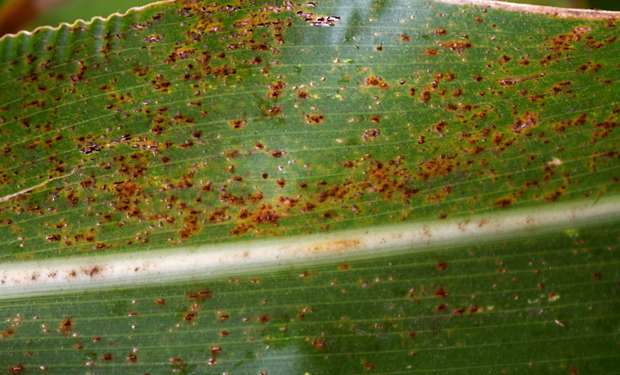 Se ha observado muy alta severidad de roya común de maíz (Puccinia sorghi), llegando a valores de 20% en hojas que rodean la espiga.