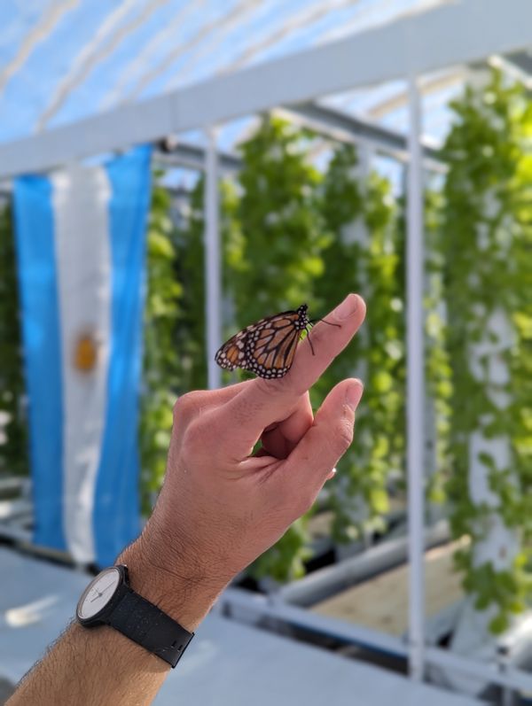 laurus agricultura