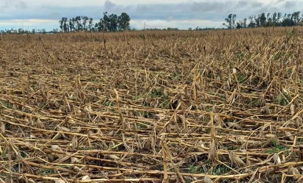 Diputados bonaerenses rechazaron la declaración de emergencia agropecuaria por los desastres del temporal