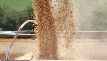 Soja, trigo y maíz: el mercado se posiciona a la espera de un informe clave y desciende el precio de los tres granos