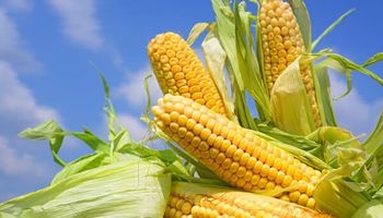 Investigadores se especializan en la optimización del cultivo del maíz