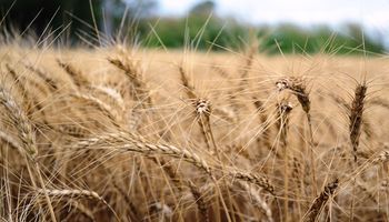 Qué resultado económico deja el trigo en Santa Fe