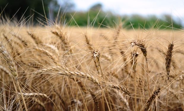 Qué resultado económico deja el trigo en Santa Fe