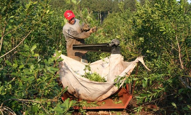 El consumo de yerba mate se potenció durante la cuarentena y abril fue un  mes récord