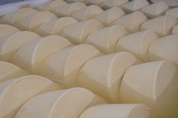 queijo_minas