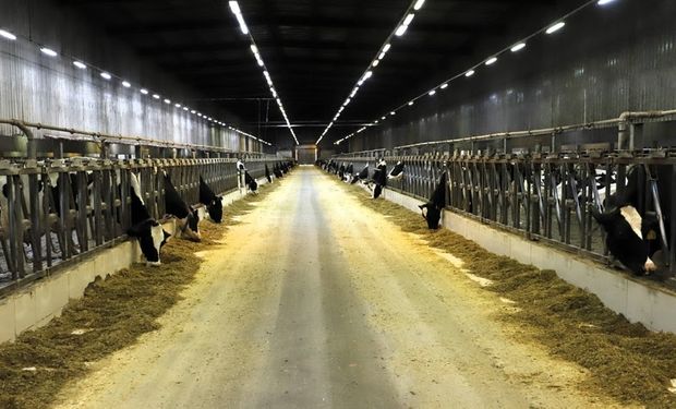 Com mais de duas mil vacas holandesas e uma produção diária de cem mil litros de leite, a maior fazenda leiteira do Brasil está localizada em Araras