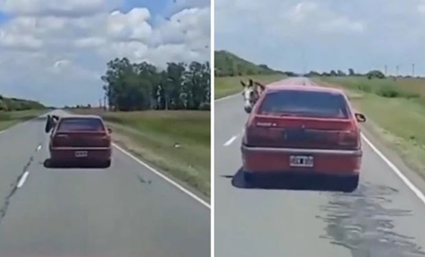 “Esto es Córdoba”: el insólito video de un hombre que trasladó a un caballo en un Renault 19