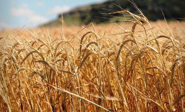 El tema será debatido el 10 y 11 de mayo en Mar del Plata, en el marco del congreso A Todo Trigo.