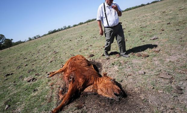 El productor Ignacio Bastanchuri, de 65 años, bebe mate mientras pasa junto a una vaca que murió a causa de la sequía el 5 de diciembre de 2022. REUTERS/Agustin Marcarian