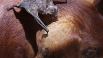 Córdoba: detectan ganado con rabia transmitida por murciélagos vampiros