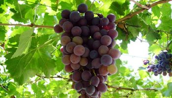 Estiman suba de cosecha de uvas en todo el país