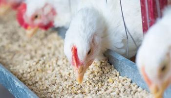 Produção de rações cresce no Brasil e setor deve bater 90 milhões de toneladas em 2025