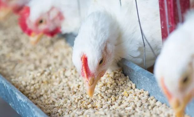 Produção de rações cresce no Brasil e setor deve bater 90 milhões de toneladas em 2025