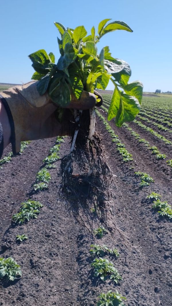 raices cultivo de papa