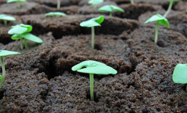 Plantas incipientes de albahaca cultivadas en la granja vertical bajo techo FarmedHere en Bedford Park, Illinois. MARTHA IRVINE/ASSOCIATED PRESS.