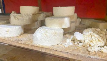 Operação apreende 20 toneladas de queijos mofados e vencidos em MG