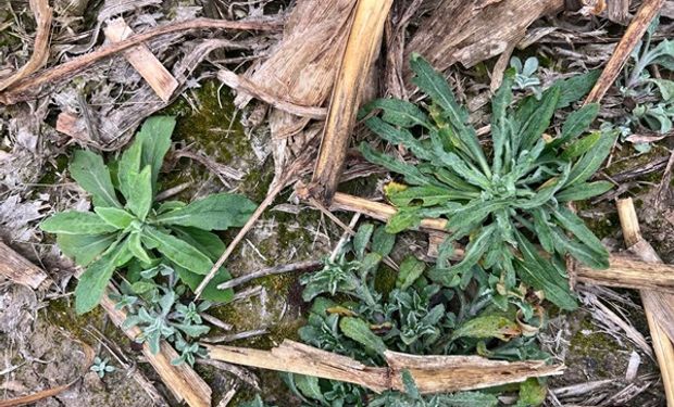 A caminar los lotes: destacan la proliferación de malezas e insectos de suelo