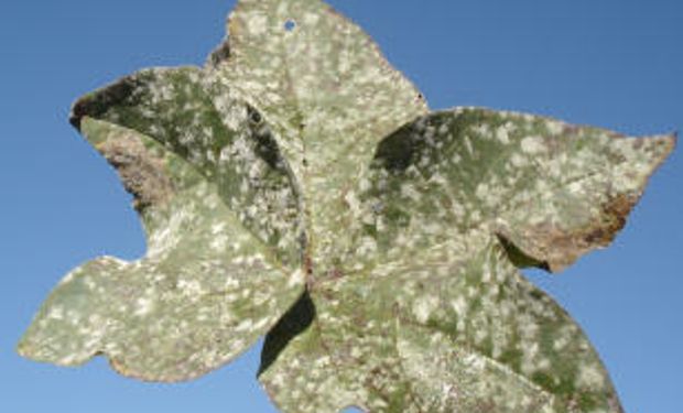 Segundo rede, maioria das cultivares de algodoeiro plantadas no Brasil tem algum nível de suscetibilidade à doença. (foto - Embrapa)