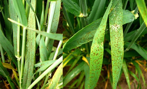 Ramularia es muy dependiente de que la humedad se mantenga en todo el ciclo del cultivo