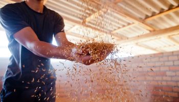 RS conclui colheita de arroz e divulga ranking dos maiores produtores