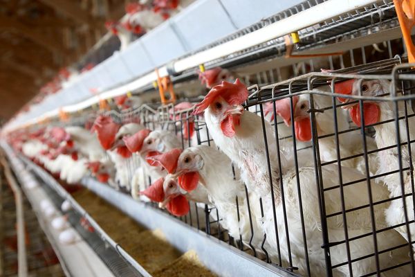 ranking-pecuaria-3tri-2025-ibge-frango