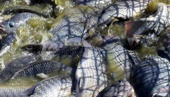 Paraná lidera piscicultura; veja os maiores produtores de peixe no Brasil