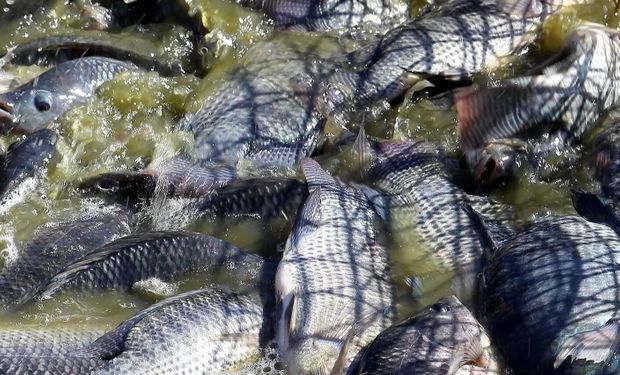 Paraná lidera piscicultura; veja os maiores produtores de peixe no Brasil