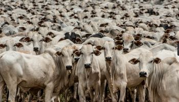 Ranking da Pecuária 2024: IBGE revela as cidades líderes em rebanhos e produções