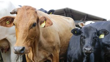 Gigantes da pecuária aceleram planos para rastrear todos os bovinos