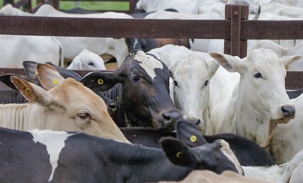 Outro avanço significativo é a retirada da obrigatoriedade de autoembargo em casos de doenças, como a vaca louca