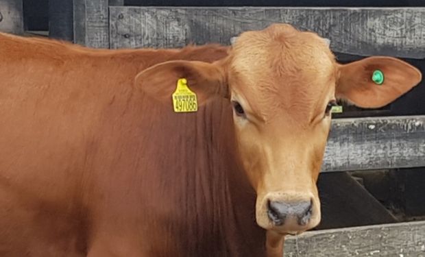 Maior sistema de rastreabilidade do mundo abrirá portas à carne brasileira