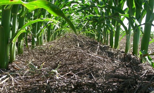 Aumentó la superficie de maíz y trigo, ¿aumentó el aporte de carbono al suelo?