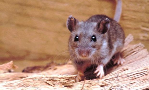 El principal roedor reservorio y transmisor es el ratón silvestre, conocido como ratón colilargo.