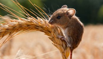 El país en donde una plaga de ratones amenaza la cosecha de trigo