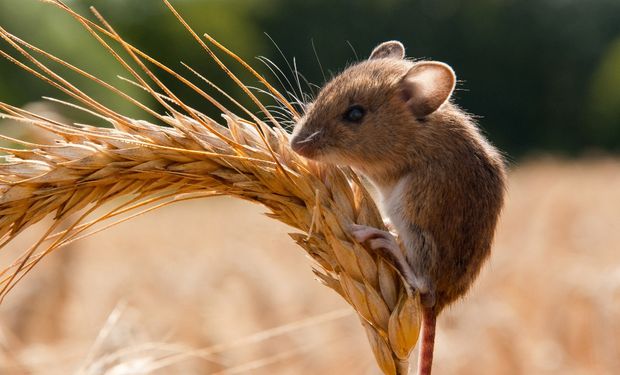 El país en donde una plaga de ratones amenaza la cosecha de trigo