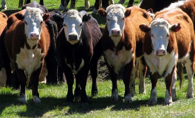 La cadena de ganados y carnes en Argentina se mueve al compás de las expectativas.