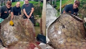 Pescó una raya gigante en el Paraná: pesó más de 250 kilos y debió usar un reel para tiburones