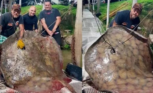Pescó una raya gigante en el Paraná: pesó más de 250 kilos y debió usar un reel para tiburones