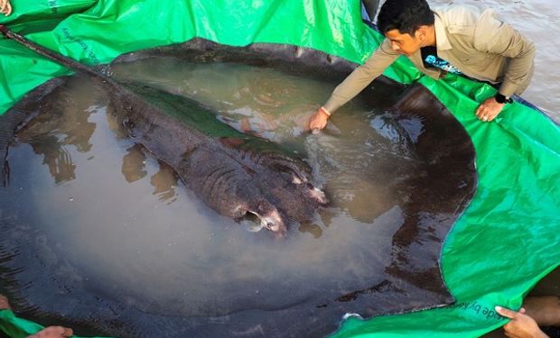 Capturaron al pez de agua dulce más grande del mundo 