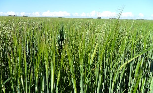 Lolium spp resistente a herbicidas en trigo y cebada.