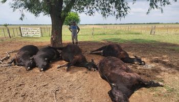 Un rayo mató a seis animales en un campo pampeano y el productor lamentó: “Un segundo, diez millones de pesos”