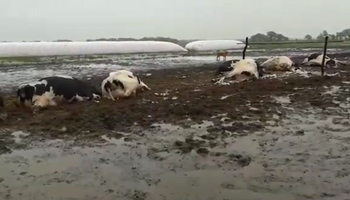 Un rayo fulminó a 19 vacas en Eusebia