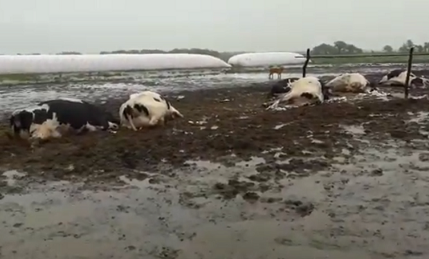 El rayo mató a 19 vacas que estaban en el silo de autoconsumo y dejó en grave estado fisico y neurológico a otro animal.