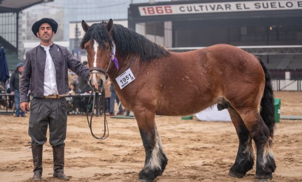 La poderosa raza equina elogiada por Julio César y Napoleón que sorprende en la Expo Rural