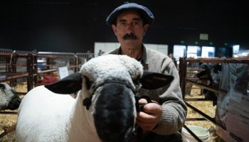 Hito ovino: la histórica raza que reaparece después de medio siglo