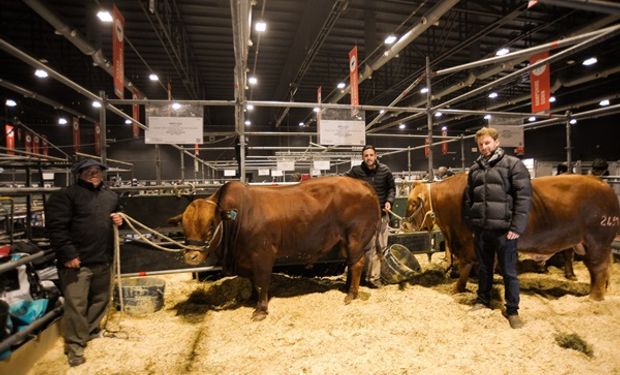 Tomaron un animal africano y lo cruzaron con cuatro razas: los toros que buscan dar un salto en la ganadería argentina y que sorprenden en La Rural 2024