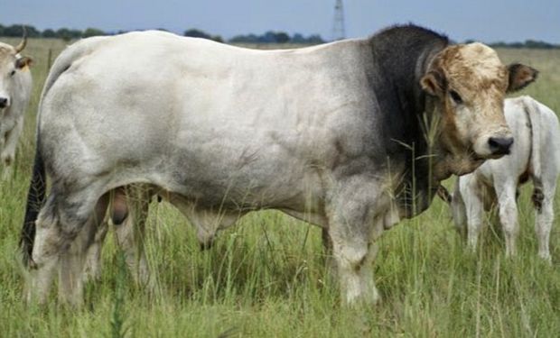 Segundo informe sobre la situación de los Recursos Zoogenéticos Mundiales para la Alimentación y la Agricultura.