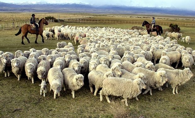 Subsidiarán con $600 por animal a productores ovinos de la Patagonia