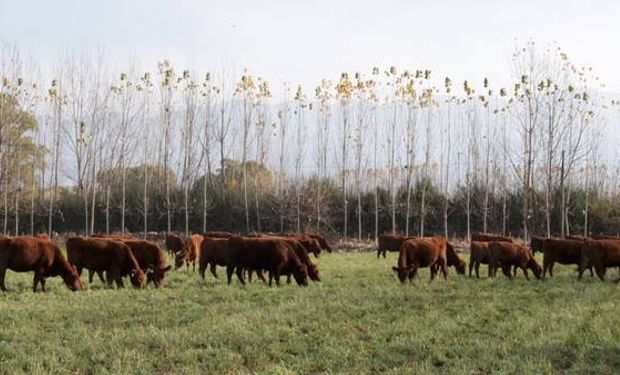 Lote de terneros en recría en la localidad mendocina de San Carlos.