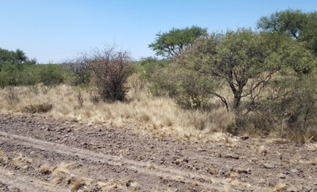 Para evitar nuevos focos, “es necesario mantener la limpieza de los alambrados, los cortafuegos, las picadas y los alrededores de las viviendas e instalaciones”, dijo Bolla.